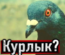 Слушать онлайн аудиокниги Голубь Аудиокнига Голубь