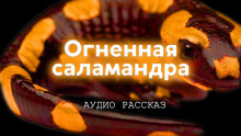 Аудиокнига Огненная саламандра