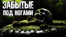 Слушать онлайн аудиокниги Забытые под ногами Аудиокнига Забытые под ногами